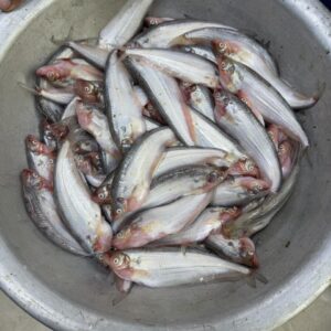 বিলের পাবদা মাছ