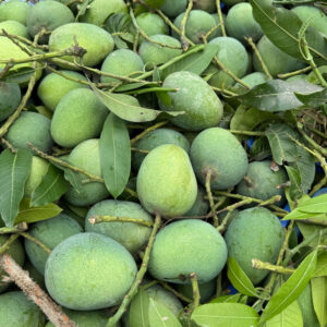 চাঁপাইনবাবগঞ্জের হিমসাগর