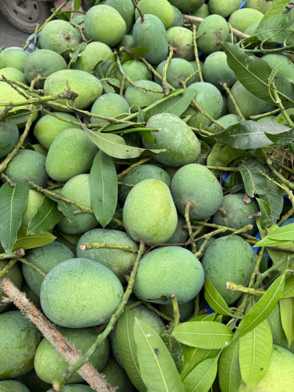 চাঁপাইনবাবগঞ্জের হিমসাগর ১০ কেজি